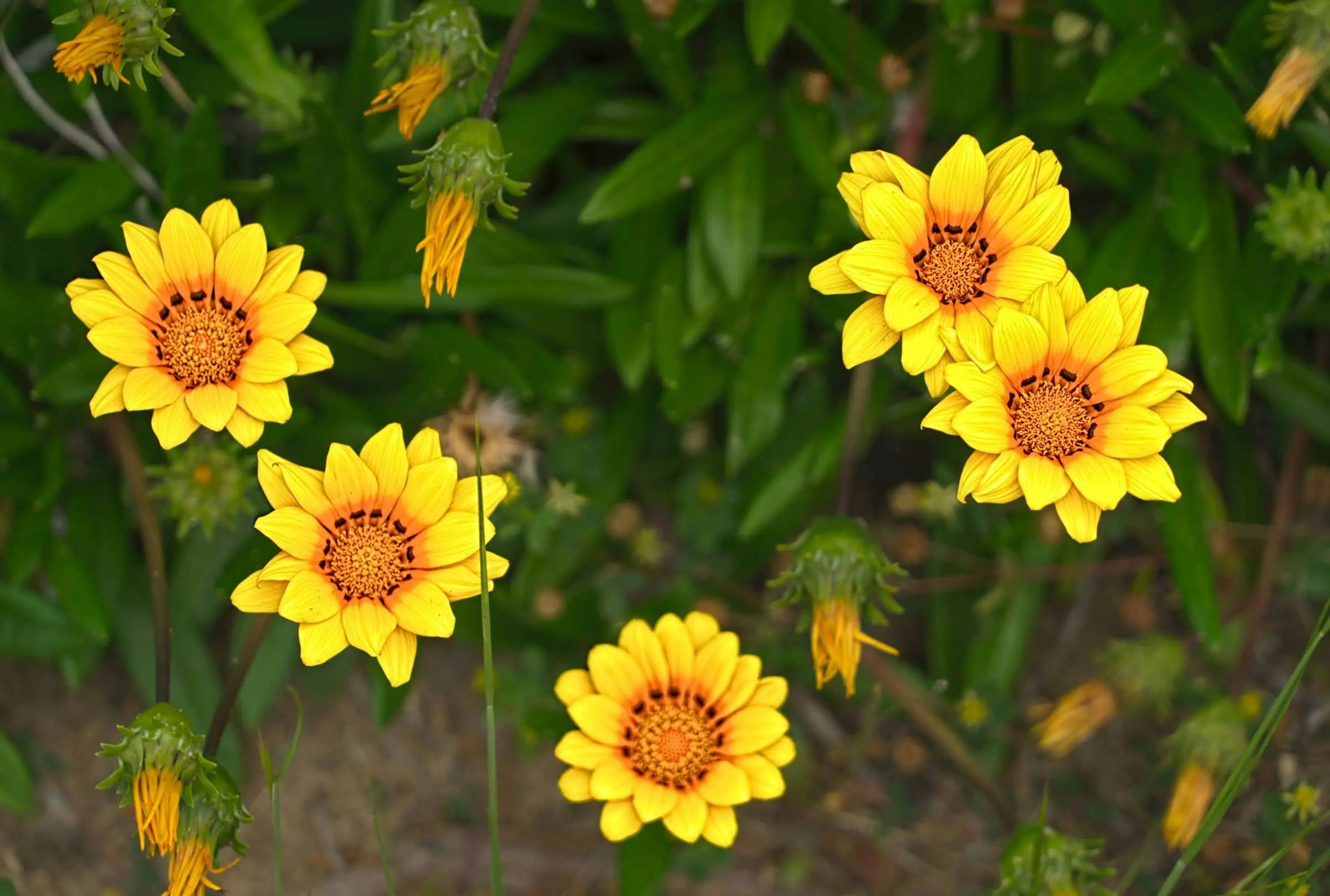 banner with green and yellow flowers